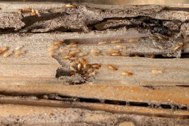 Best Exterminator Services  in Grasonville, MD